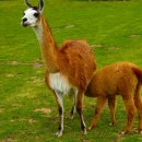 애수농장 이미지