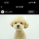 몽애견미용실 이미지