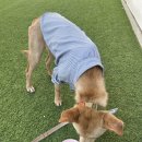 이쁘댕 | [강아지 케이크] 바비온 파티케이크믹스