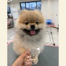 [신규] (단기)반려동물미용사(자격증) | “6개월 안에 양산에서 반려동물 미용 전문가로 성장할 수 있다면?”