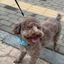 쫑랑쫑랑 이미지