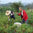 배영농장 이미지