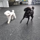 브리더독 이미지