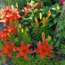 꽃 뜨락 이미지