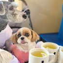 6385 | 진해 군항제 벚꽃축제 꽃구경후 실내 애견동반 카페 대형카페 이엠커피 멍푸치노 + 버터떡 후기