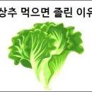 상추 먹으면 졸린 이유 이미지