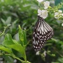 강기사 카 샵 | 보홀 육상투어 현지 추천 코스 자유 일정 기사 렌터카 공유