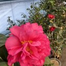 춘이농장 이미지