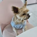 BALBARI(발바리) | 하남 감일 애견미용실 발바리(BALBARI) 내돈내산후기