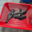 오즈실내바다 낚시터 | 인천 실내낚시 황산초지바다낚시터 후기 /방류 시간 / 방갈로 / 취사 / 애견동반 가능한 낚시터