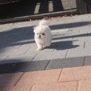YOMIDOG