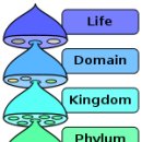 Mnemonics (암기법): 계문강목과속종 이미지