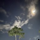 송이버벗 | 9월25일, 오늘일기 (모더나 1차 가슴답답함 잦아듬)