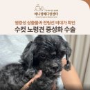 이태원동물병원 | 전립선 비대가 확인된 수컷 노령견 중성화 수술 후기, 신당/금호/약수 동물병원, 애니컴메디컬센터