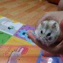 해원이네 동물병원 이미지