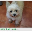 비비펫동물병원 이미지