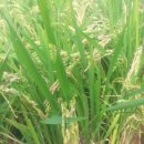 학수농장 이미지