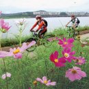 코스모스길 이미지