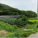 여주-0812 Daum카페