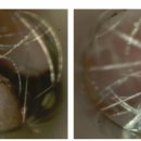 파란종합 동물병원 이미지