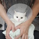 착한 고양이 | [동작고양이미용] 수줍은 장모 먼치킨 모래 목욕, 드라이, 손톱 정리 후기
