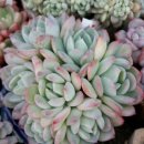 부용슈퍼 이미지