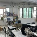 아잉독 애견카페 | [여수 애견카페]실내데이트 강추하는 아잉독애견카페 방문/내돈내산