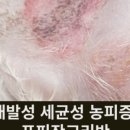 늘푸른피부 이미지