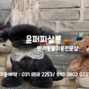 윤퍼피살롱 이미지