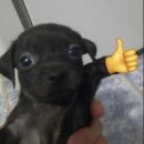 봉평 옹심이 메밀칼국수 이미지