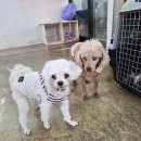 토평동물병원 | 남양주애견호텔 노령견도 안심 맡김｜12살 말티즈 심장병 케어 후기 (호평·다산·별내)