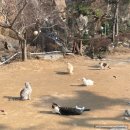 서울 야외 고양이카페 개화산 고양이정원 무릎냥이천국