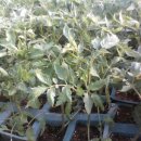 둘리농장 이미지