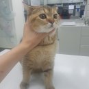 인월동물병원 이미지