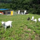 안성산양농원 이미지