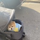 호두데이 이미지