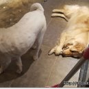 애견프라자 이미지