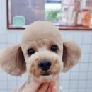 몽비쥬 펫살롱 이미지