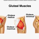 Fraser의 Functional Training- Gluteus 이미지