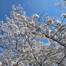 신 경성 정신건강의학과의원 | 영등포 위고비 : 약에 예민한 편인 여의도 디에프정신건강의학과 여혜빈 원장도 위고비 0.25 시작 후기