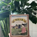 [대만 여행 기념품] 아리산 우롱차 내돈내산 솔직후기 차 🍵 깔끔하고 구수한 우롱차의 매력