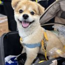 펫# | 2026 대전 펫페어 후기｜다른 지역 일정·준비물 총정리