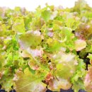 청년모종 이미지