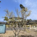 (주)노랑댕댕이 | 2026년 이천 산수유마을 실시간 개화 현황 (3/22일 방문) 이천 산수유축제