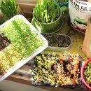 새싹의 아침 이미지