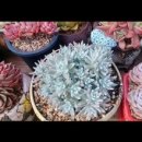 해림농장 이미지