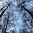 하추자연휴양림 | 🏞️ 인제 하추자연휴양림: 낙엽송 군락지에서 구름 위를 걷다! (2025.11.24 아침 운동