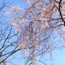 솔의향기 이미지