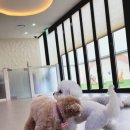 반려담애견유치원 이미지