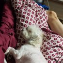 Zoom안경콘택트 이미지